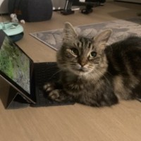 Photo of Pumpkin ** 2nd Chance Cat Rescue**