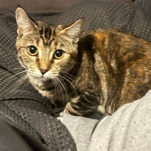 Elysia - Domestic Short Hair (DSH) Cat