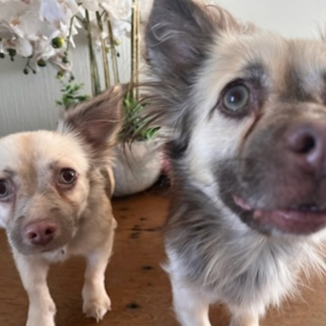 Photo of Ghost & Pippa