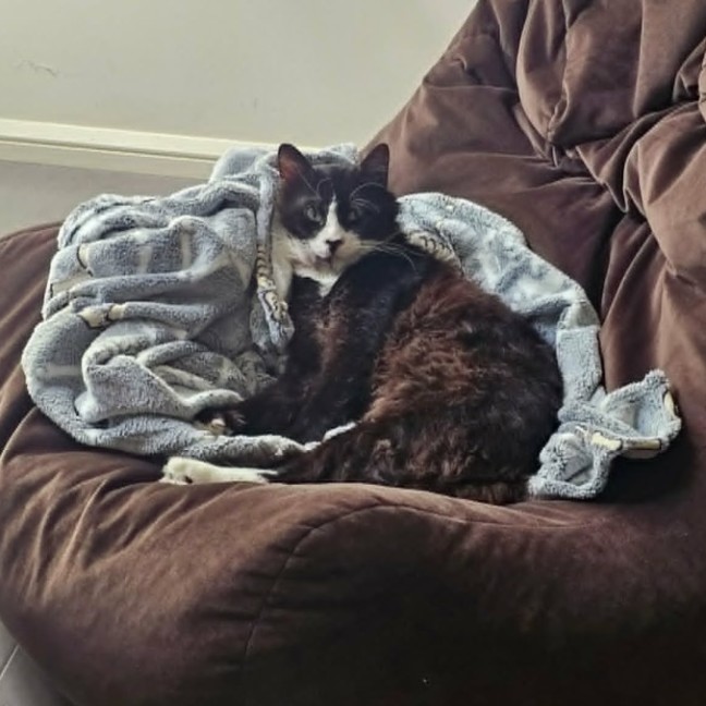 Photo of Drake *9 Lives Project Rescue*