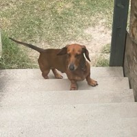 Photo of Snickers