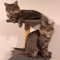Photo of Atlas And Lily
