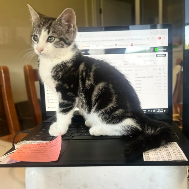 Photo of Lenni   In Foster In Oak Park