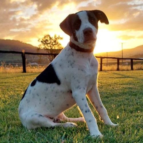 Mate - Bull Arab x Border Collie Dog