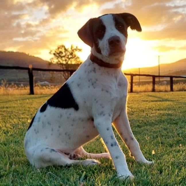 Photo of Mate