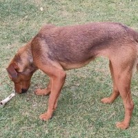 Photo of Cupid 😍Rottweiler X Ridgeback, Girl, 1.5yo
