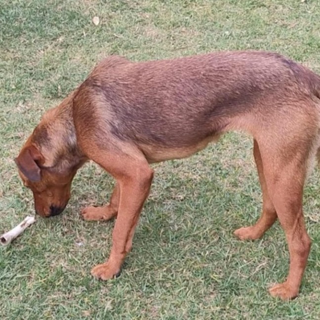 Photo of Cupid 😍Rottweiler X Ridgeback, Girl, 1.5yo