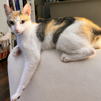 Photo of Pippa