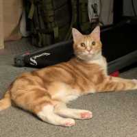 Photo of Maple