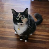 Photo of Flicka