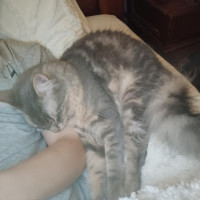Photo of Tybalt
