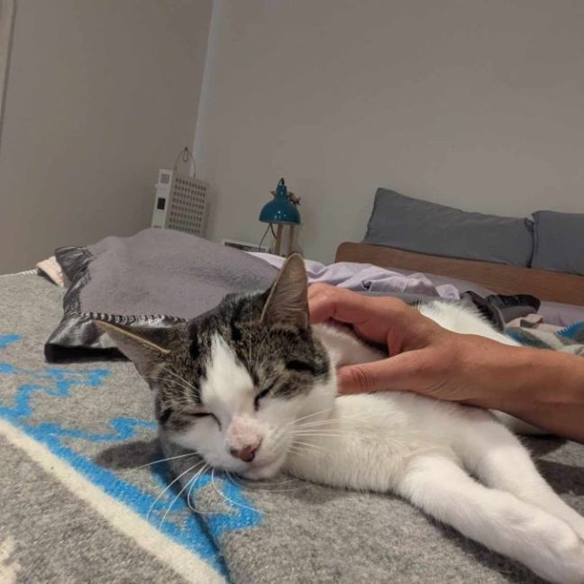 Photo of Blueberry   Super Friendly