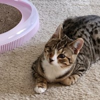 Photo of Desi ^^Dandy Cat Rescue^^