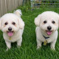 Photo of Mork & Mindy