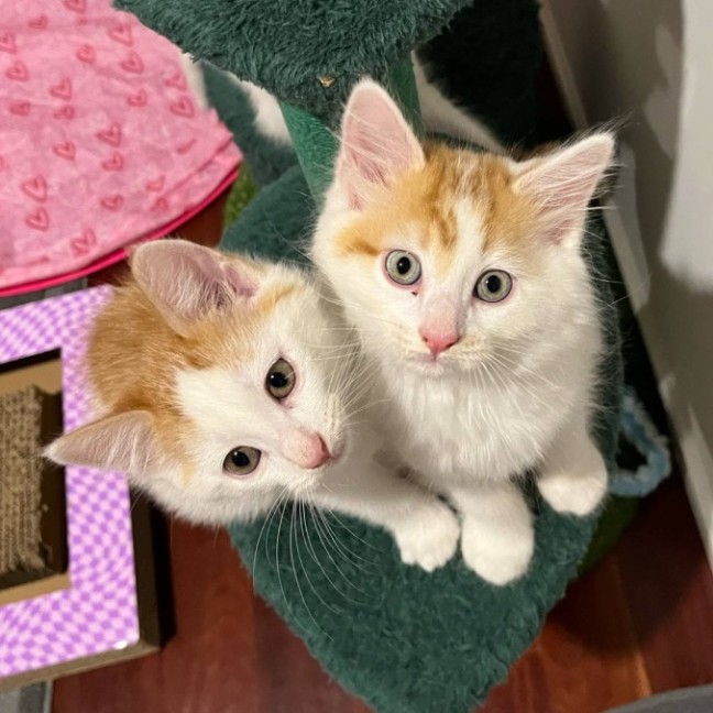 Photo of 🧡 Huxley 🧡