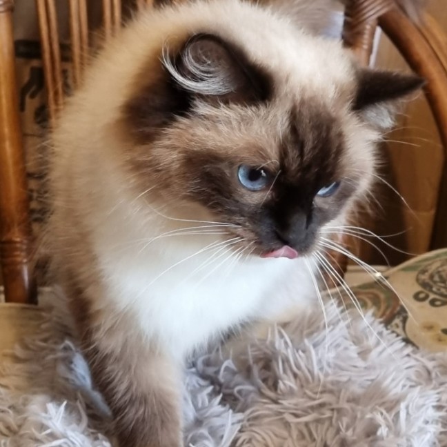 Photo of Piper