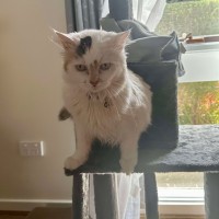 Photo of Cashew *9 Lives Project Rescue*