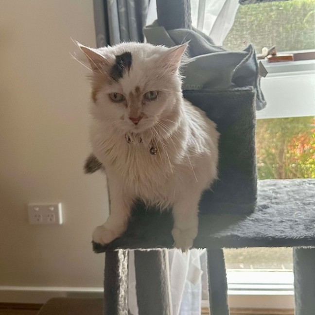 Photo of Cashew *9 Lives Project Rescue*