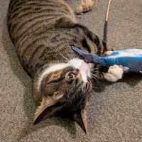 Photo of Tonk