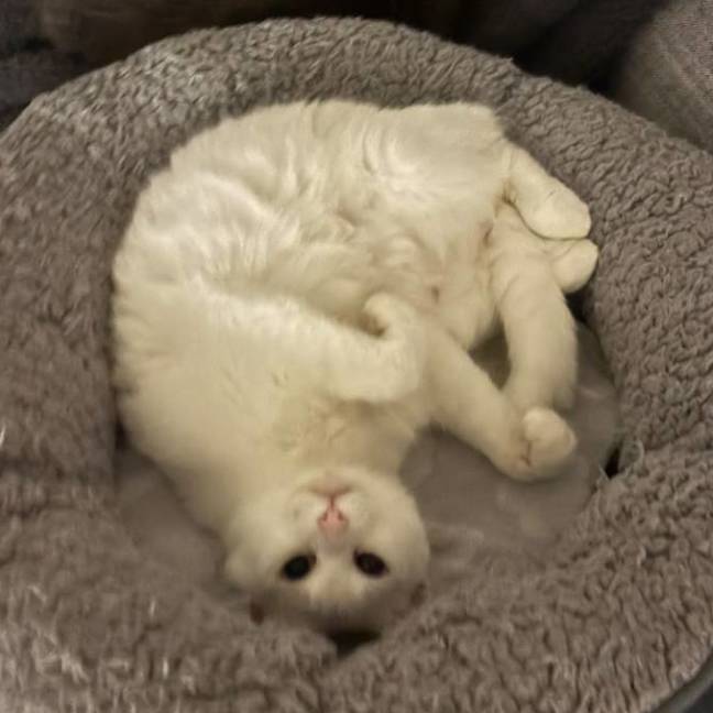 Photo of Cleopatra