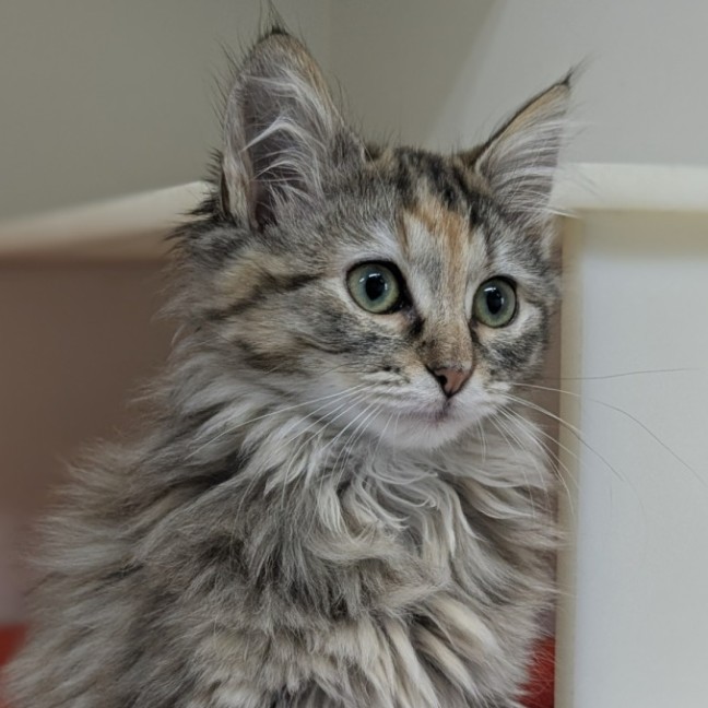 Photo of 🧁 Busby 5883 🧁