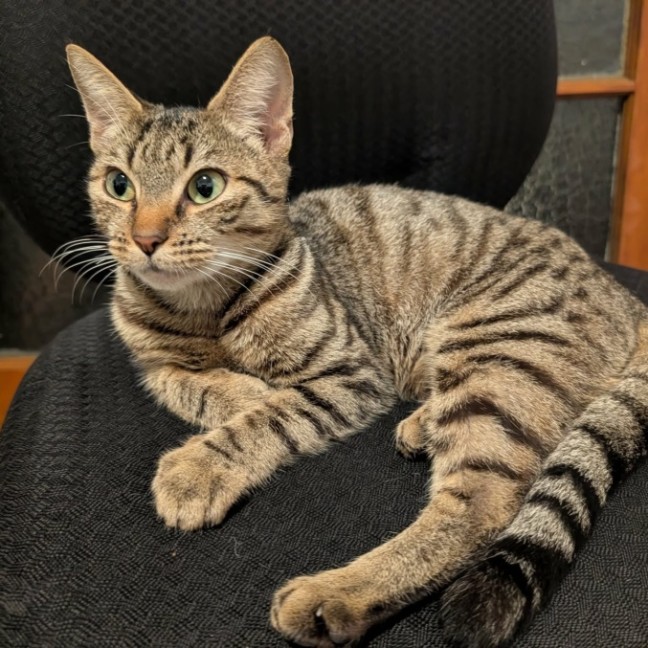 Photo of Cleopatra