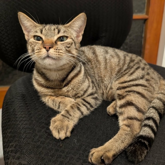 Photo of Cleopatra