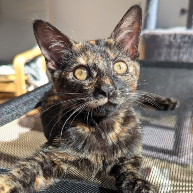 Photo of Paisley