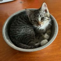 Photo of Kooro *9 Lives Project Rescue*