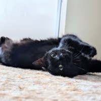 Photo of Petal
