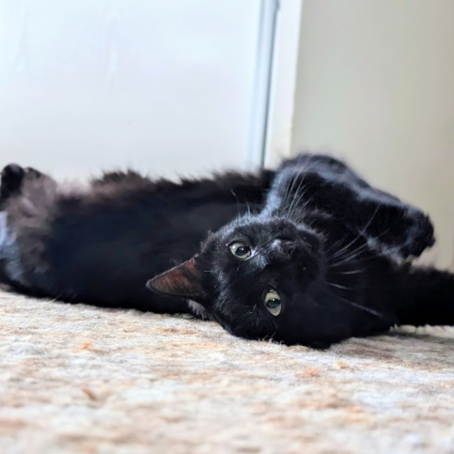 Photo of Petal