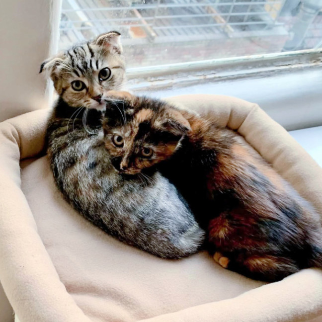 Photo of 🍹Julep & Gimlet🍹