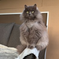 Photo of Lychee