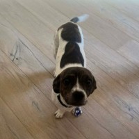 Photo of Daisy   10 Month Old Dachshund X Boston Terrier