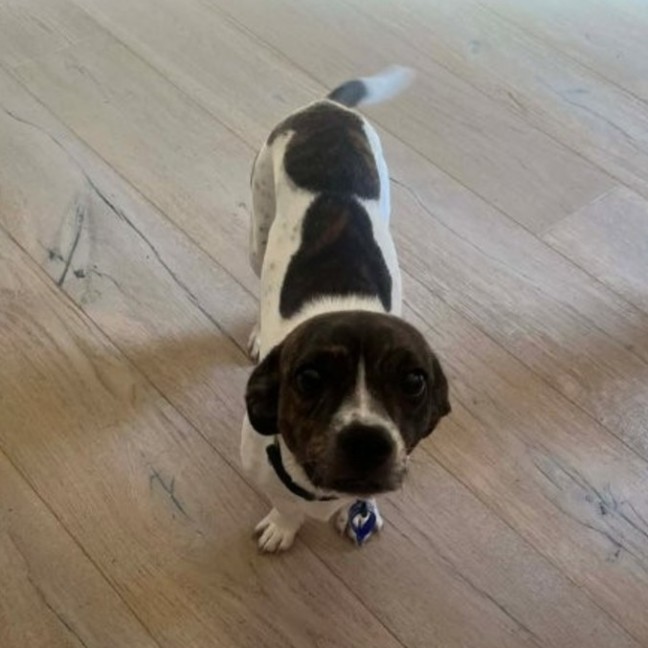 Photo of Daisy   10 Month Old Dachshund X Boston Terrier