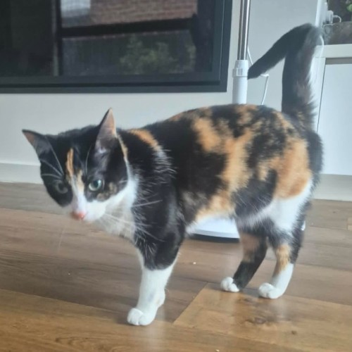 Black Beauty - Domestic Short Hair (DSH) Cat