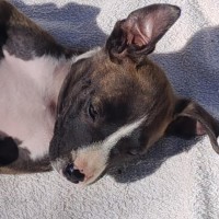 Photo of Tina🥇12 Week Old Staffy X Ridgeback Puppy