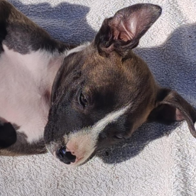 Photo of Tina🥇12 Week Old Staffy X Ridgeback Puppy