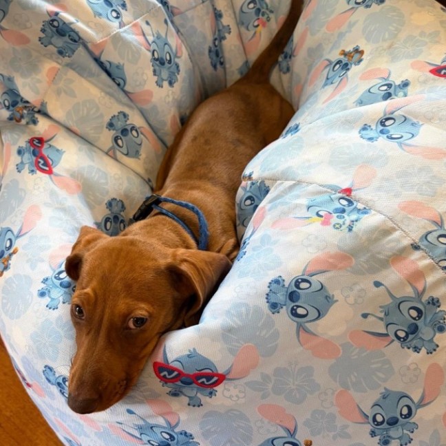 Photo of Sumo (Aka Benny)