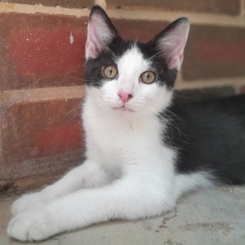 Slim - Domestic Short Hair (DSH) Cat