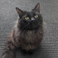 Photo of 🍝 Merlin 6510 🍝