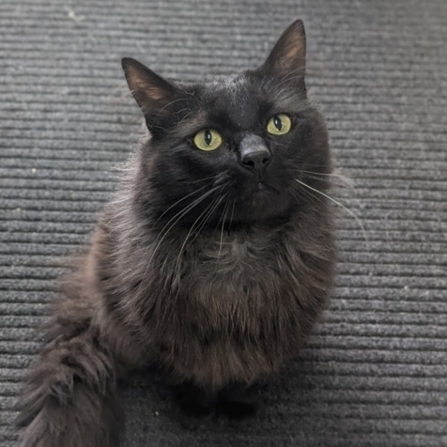 Photo of 🍝 Merlin 6510 🍝