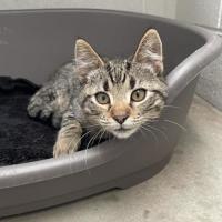 Photo of Willow