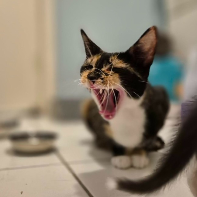 Photo of 🤎 Nutmeg 🤎