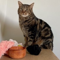 Photo of Kai *9 Lives Project Rescue*