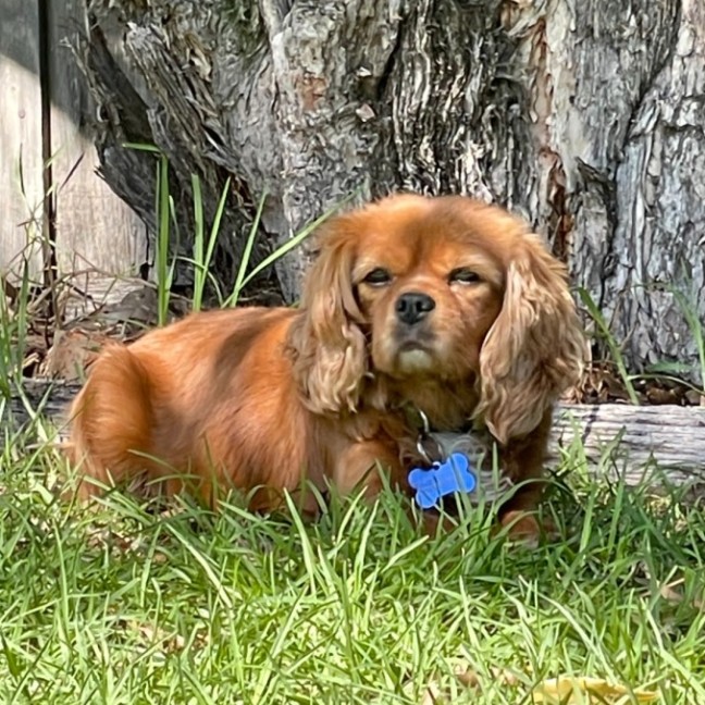 Photo of Daisy