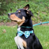 Photo of Minty