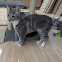 Photo of Cinna**2nd Chance Cat Rescue**