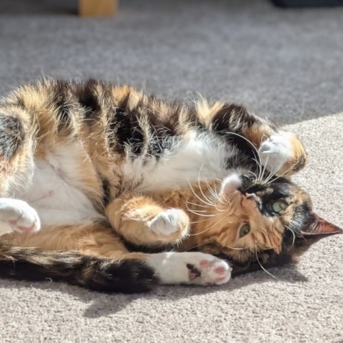 Chili 🌺 - Domestic Short Hair (DSH) Cat