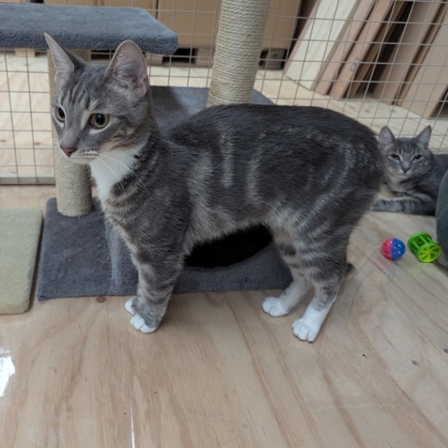 Photo of Katniss**2nd Chance Cat Rescue**